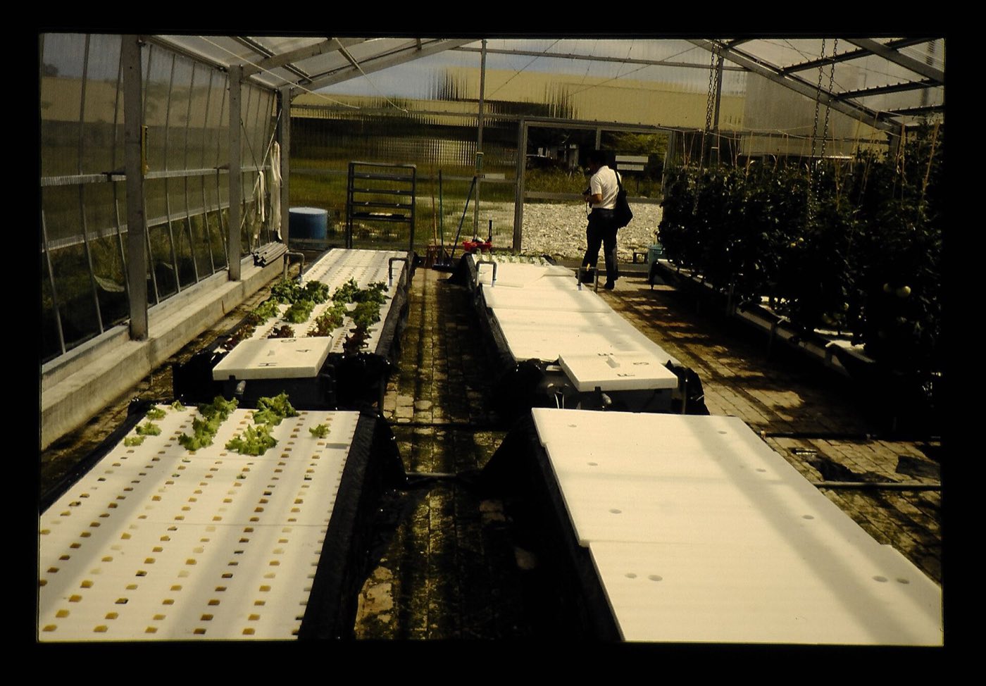 Tomatoes and lettuce growing in a hydroponic facility